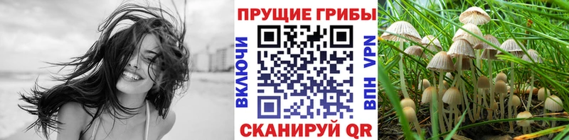Галлюциногенные грибы Cubensis  блэк спрут сайт  Зерноград 